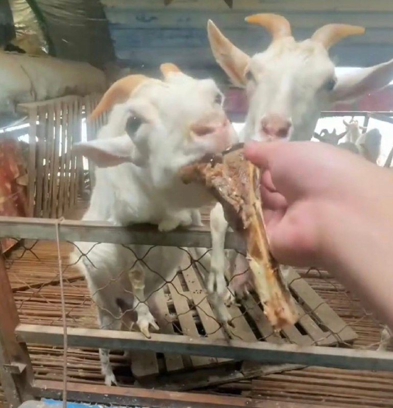 from Mr.Yan via Mr.Yan