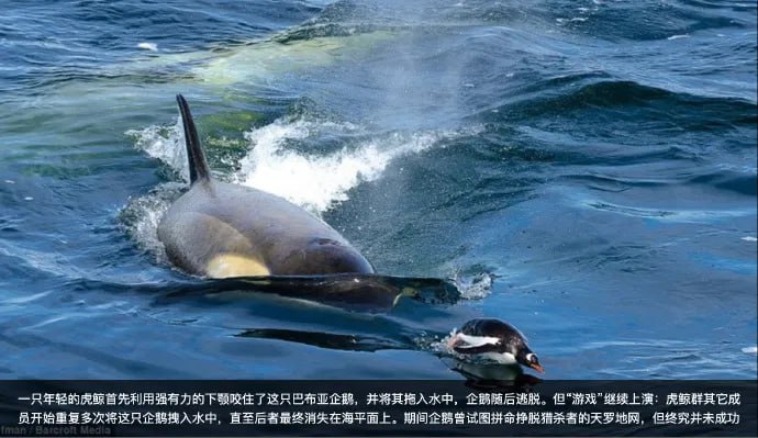 阿里大文娱更名虎鲸文娱，这个名字很有意思，虎鲸是南极食物链中的顶级掠食者，它们尤其喜欢吃——企鹅