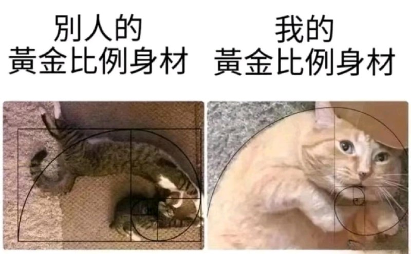 这是猫猫，它正在进行光合作用from 猫猫窝🐱这是猫猫，它正在进行光合作用from 猫猫窝🐱