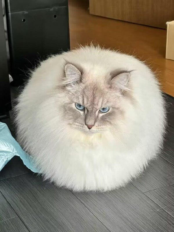 from 猫猫窝🐈🐈‍⬛